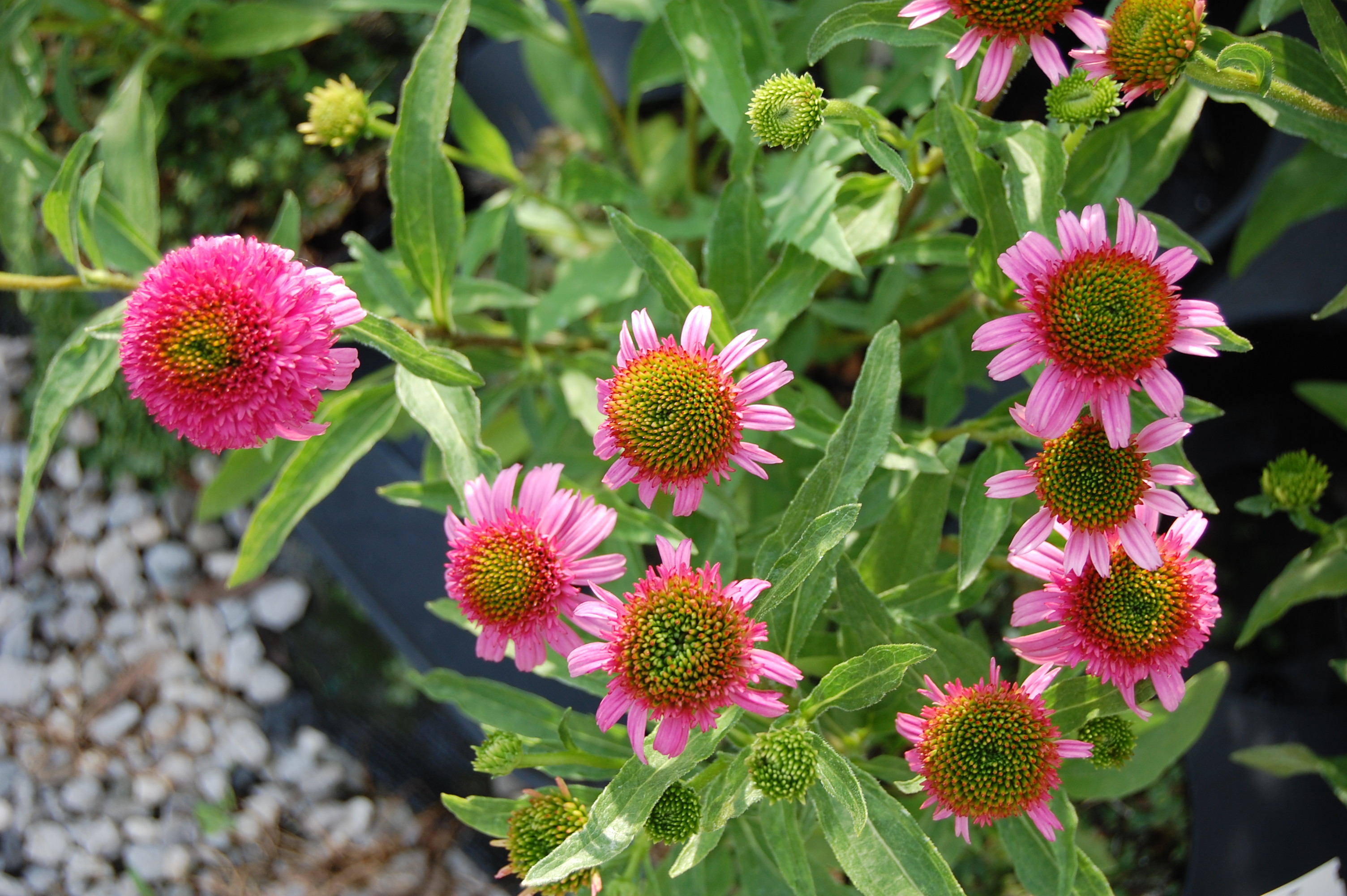 Echinacea purpurea 'Piccolino'